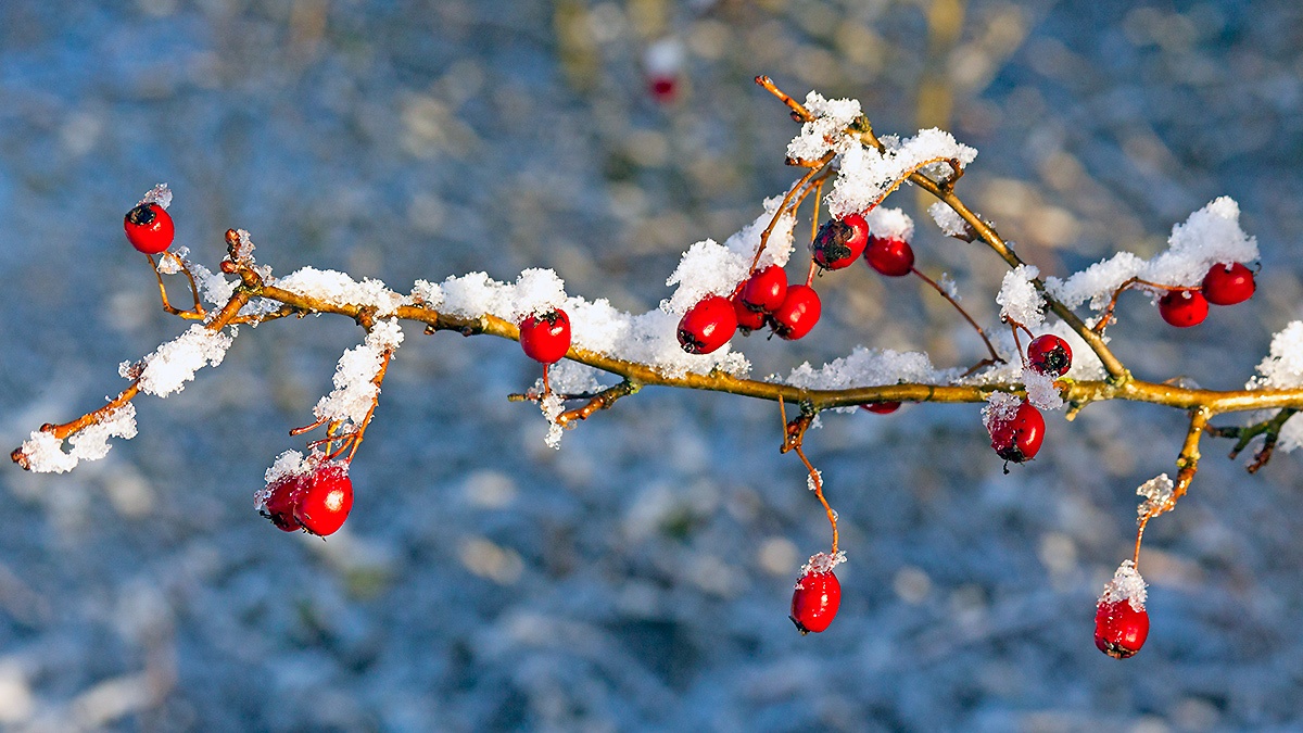 Snow on Common Hawthorn [Crataegus monogyna]