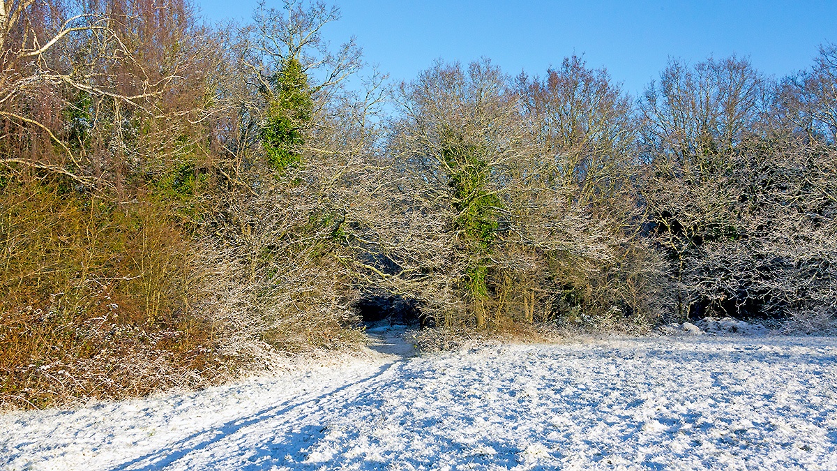 A snowy morning on Banstead Downs