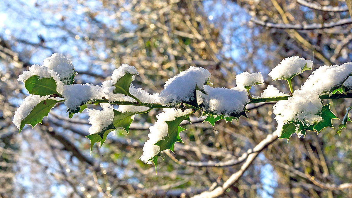 Snow on Holly [Ilex aquifolium]