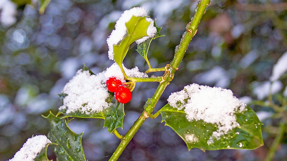 Snow on Holly [Ilex aquifolium]