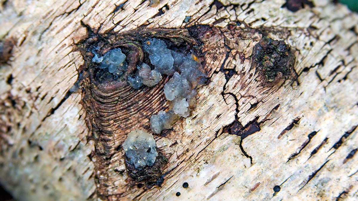 Crystal Brain [Myxarium nucleatum]