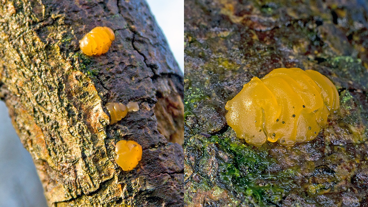 Yellow Brain [Tremella mesenterica ?]