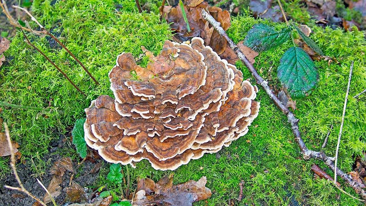 Turkey Tail [Trametes versicolor]