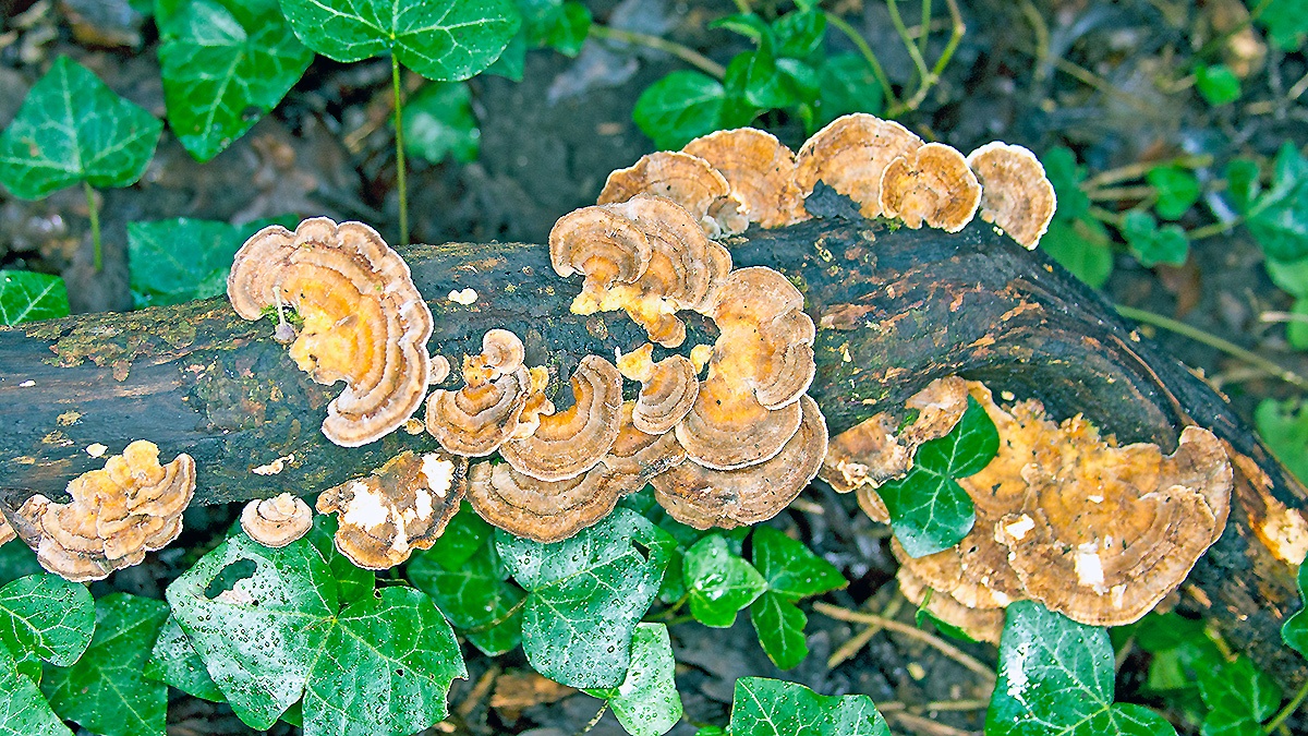 Turkey Tail [Trametes versicolor]