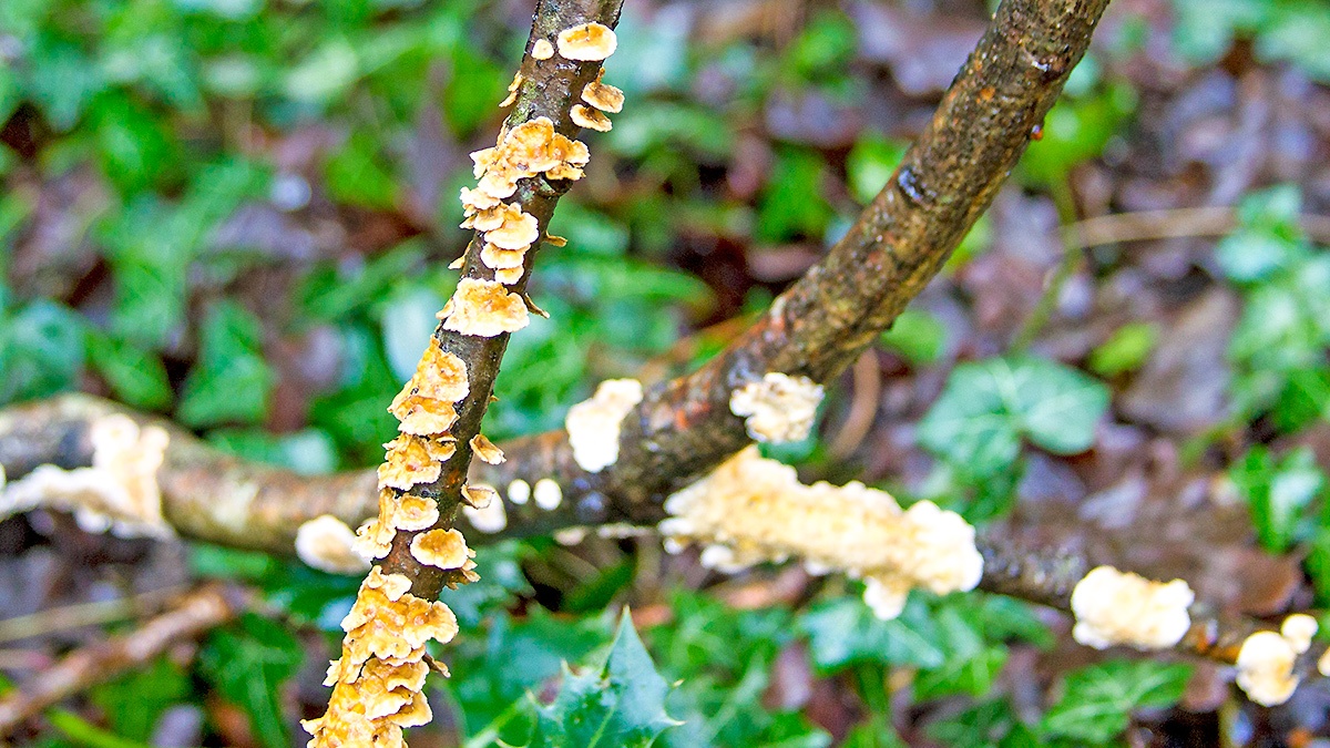 Crimped Gill [Plicaturopsis crispa ?]