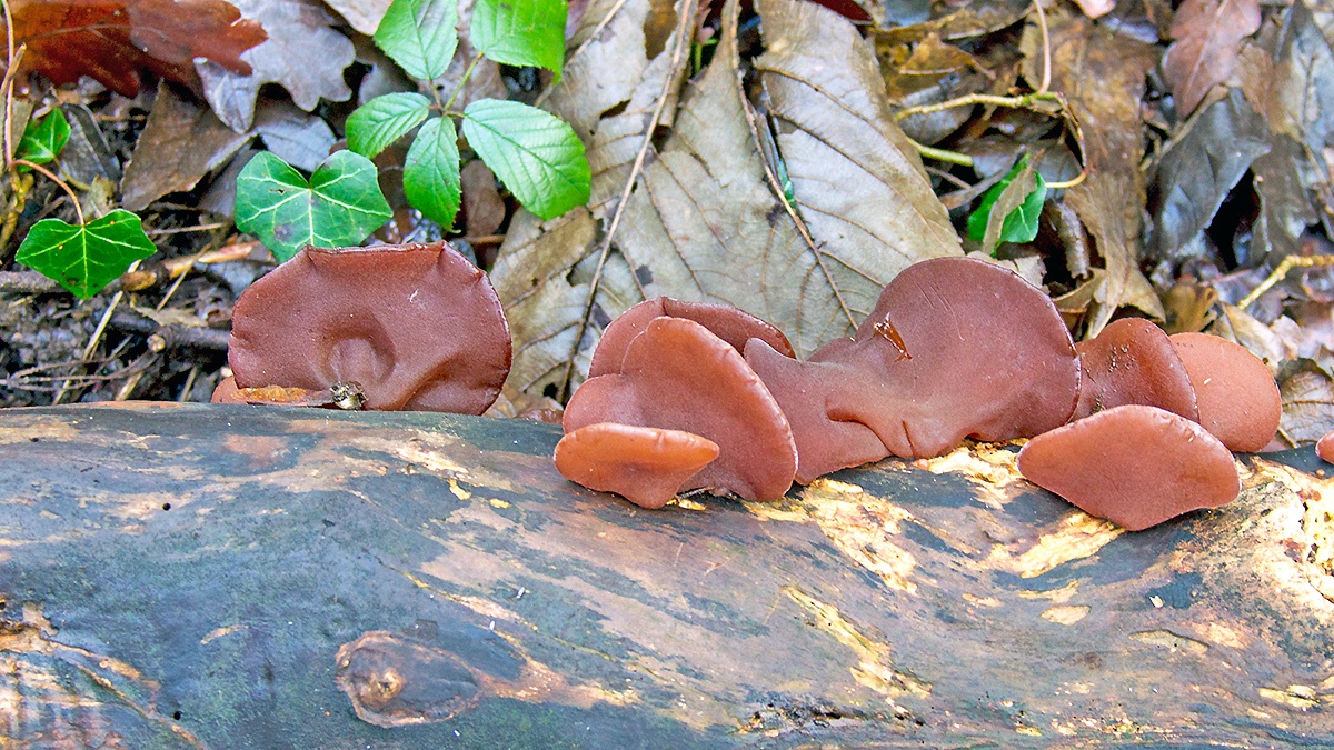 Jelly Ear [Auricularia auricula-judae]