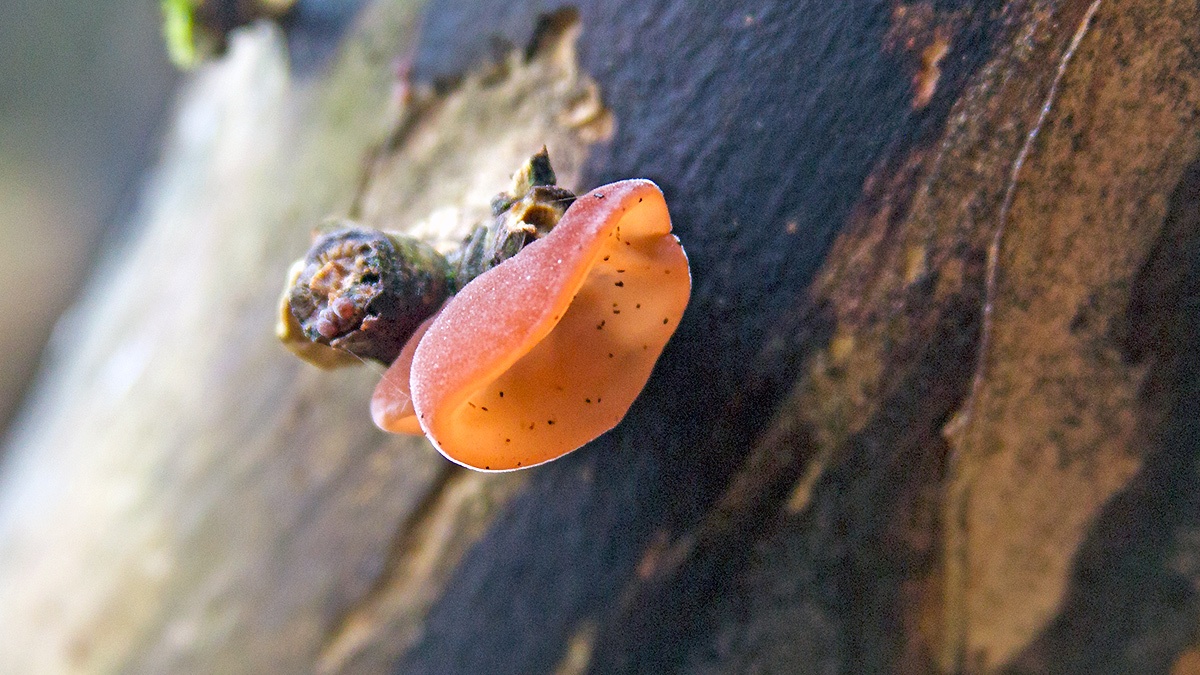 Jelly Ear [Auricularia auricula-judae]