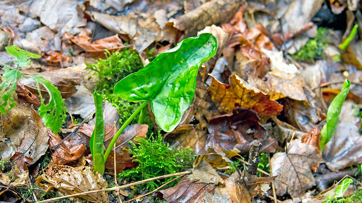 Cuckoo-pint [Arum maculatum]