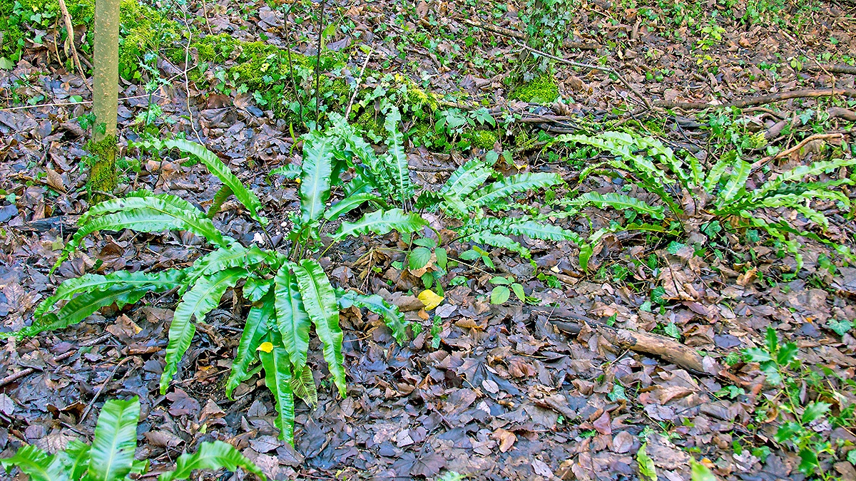 Hart's-tongue Fern [Asplenium scolopendrium]