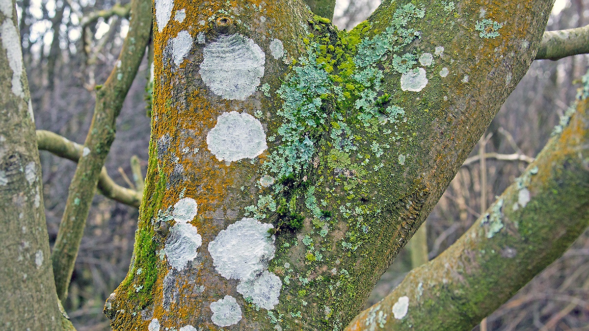 Whitewash Lichen [Phlyctis argena]