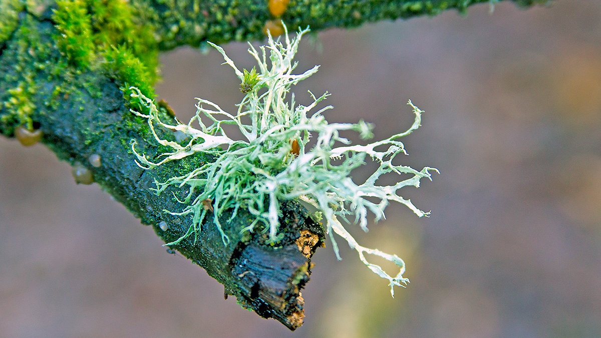 Oakmoss [Evernia prunastri]