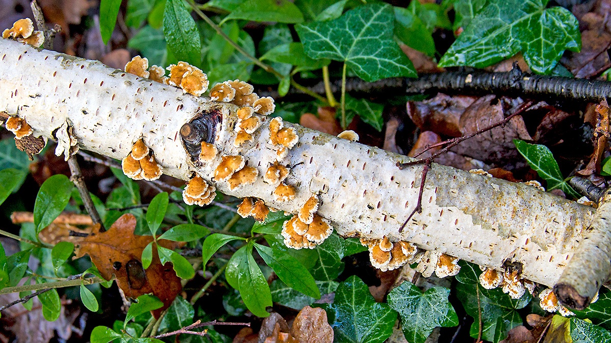 Crimped Gill [Plicaturopsis crispa]
