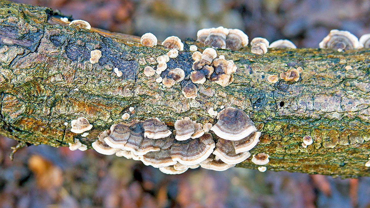 Turkey Tail [Trametes versicolor]