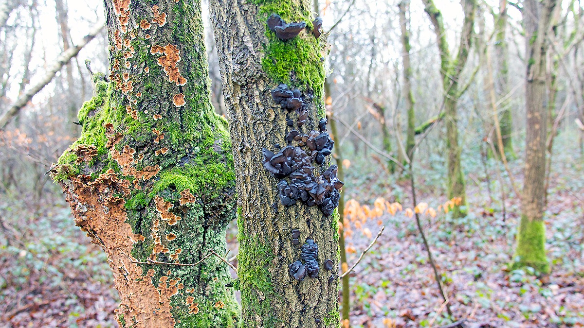 English Oak [Quercus robur]