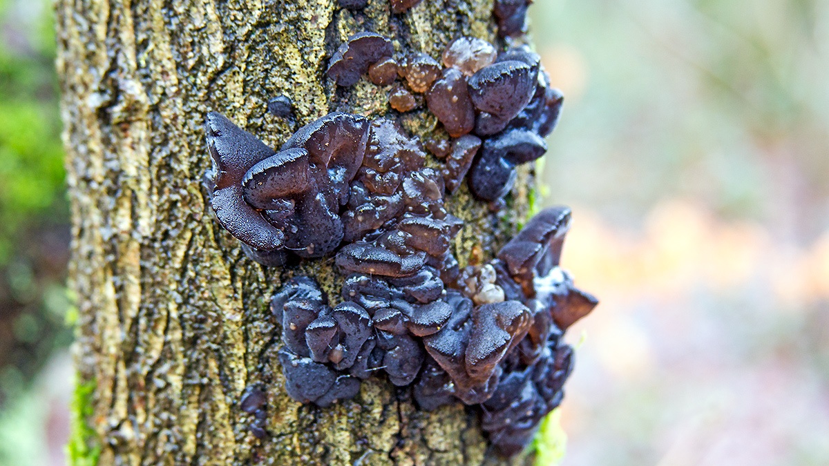 Black Witches' Butter [Exidia glandulosa]
