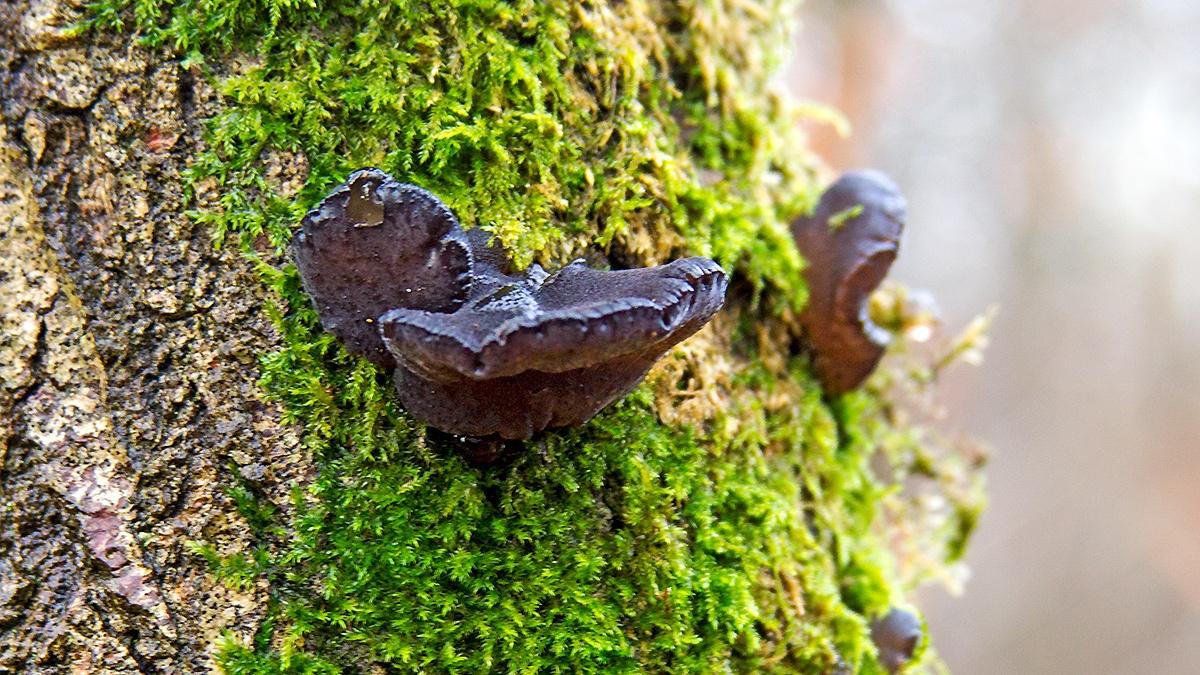 Black Witches' Butter [Exidia glandulosa]