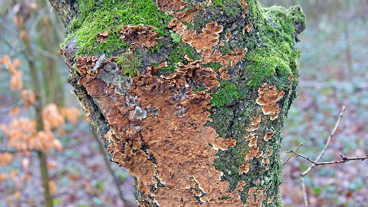 Hairy Curtain Crust [Stereum hirsutum]