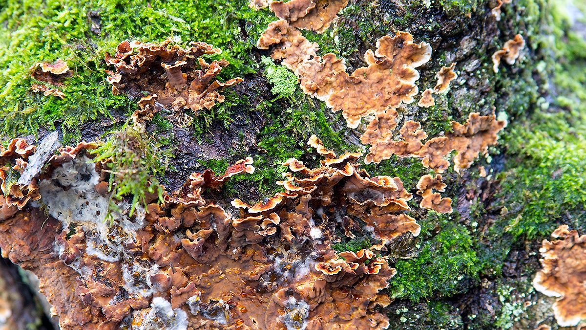 Hairy Curtain Crust [Stereum hirsutum]