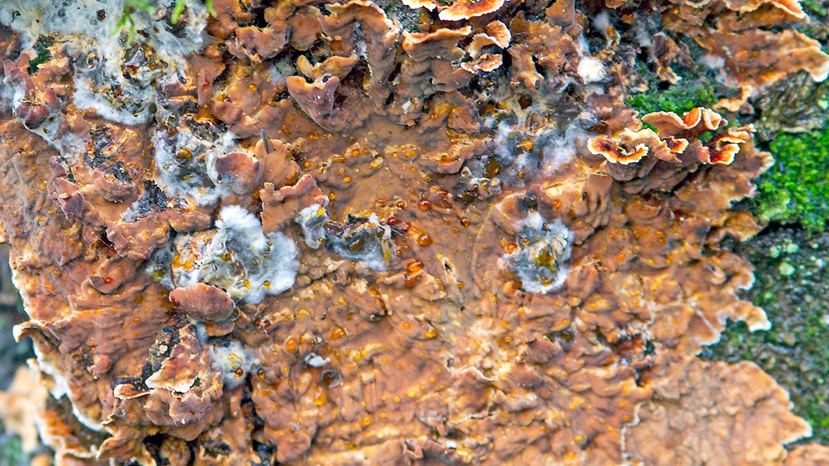 Hairy Curtain Crust [Stereum hirsutum]