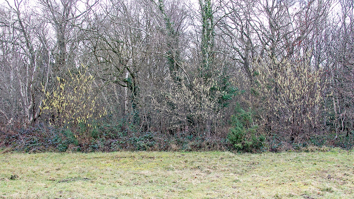 Common Hazel [Corylus avellana]
