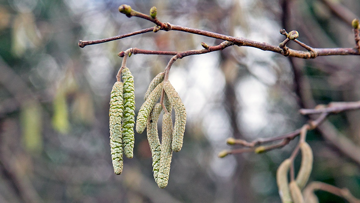 Common Hazel [Corylus avellana]