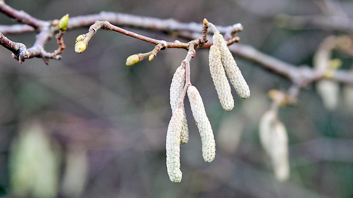 Common Hazel [Corylus avellana]