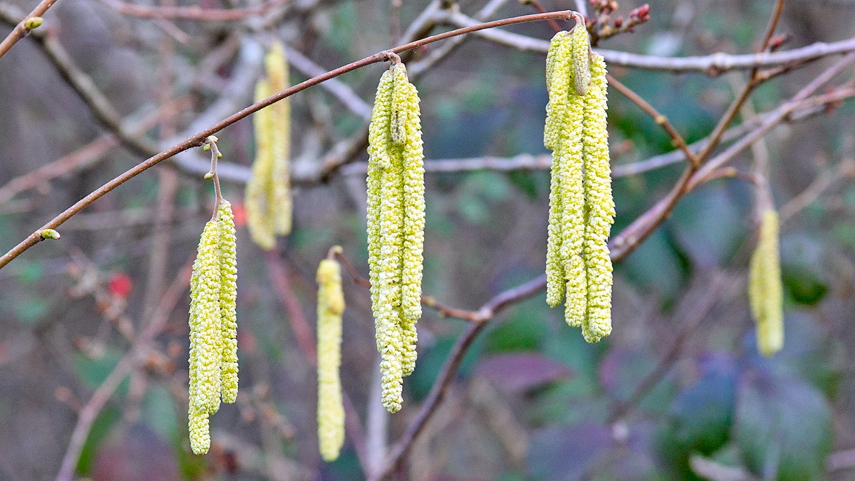 Common Hazel [Corylus avellana]