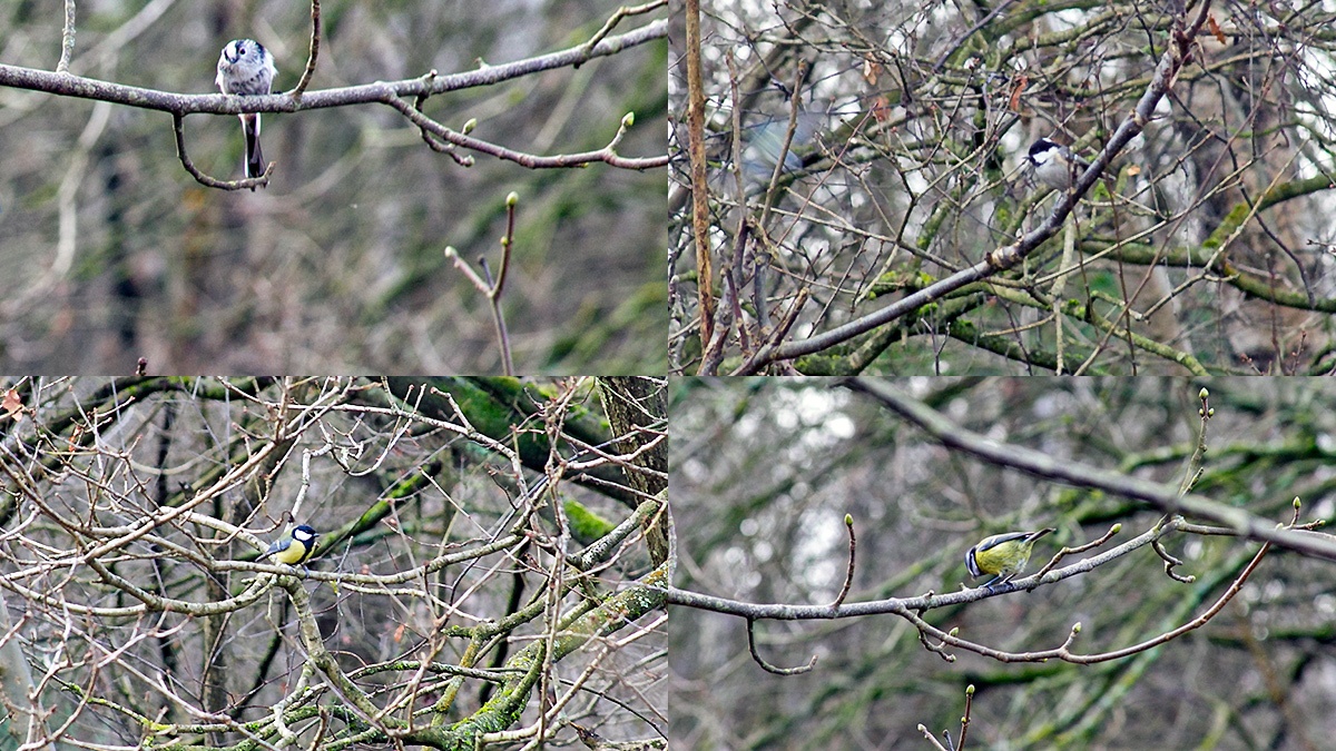 Bird foraging flock