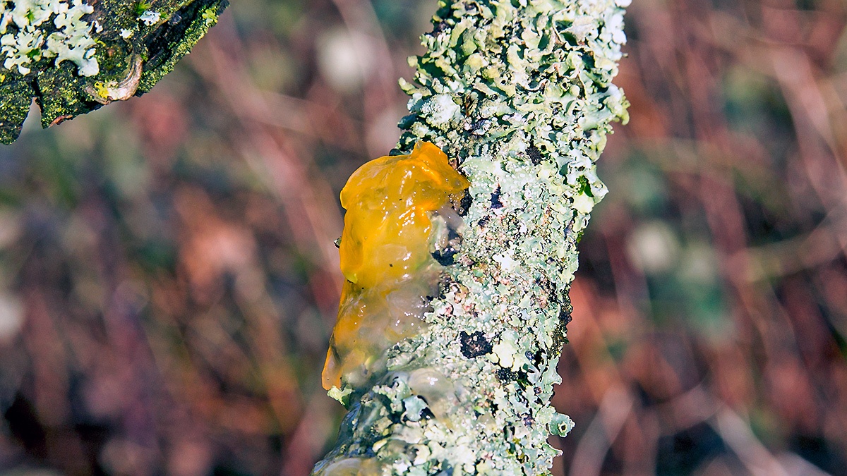 Yellow Brain Fungus [Tremella mesenterica]