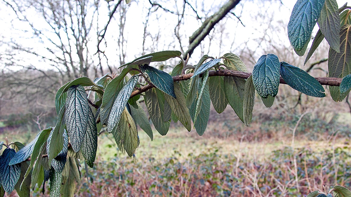 Leatherleaf Viburnum [Viburnum rhytidophyllum]