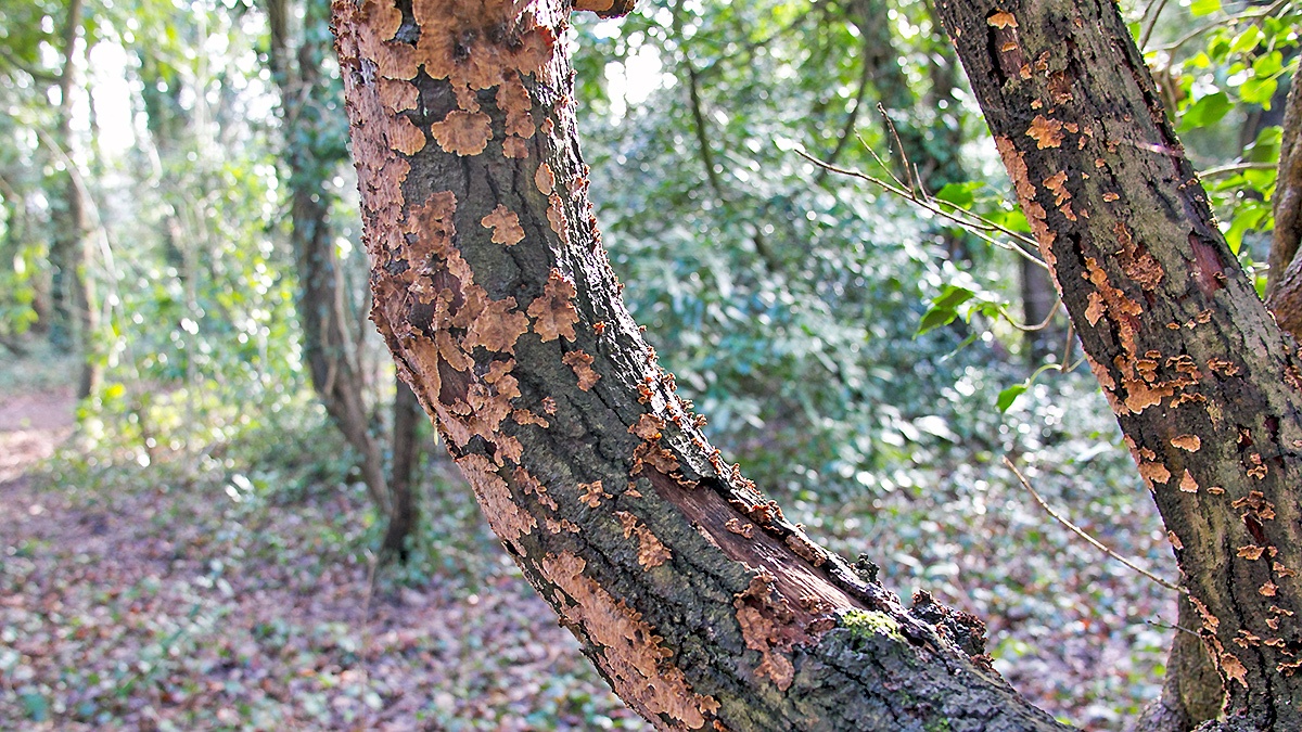 crust fungus [Stereum sp.]
