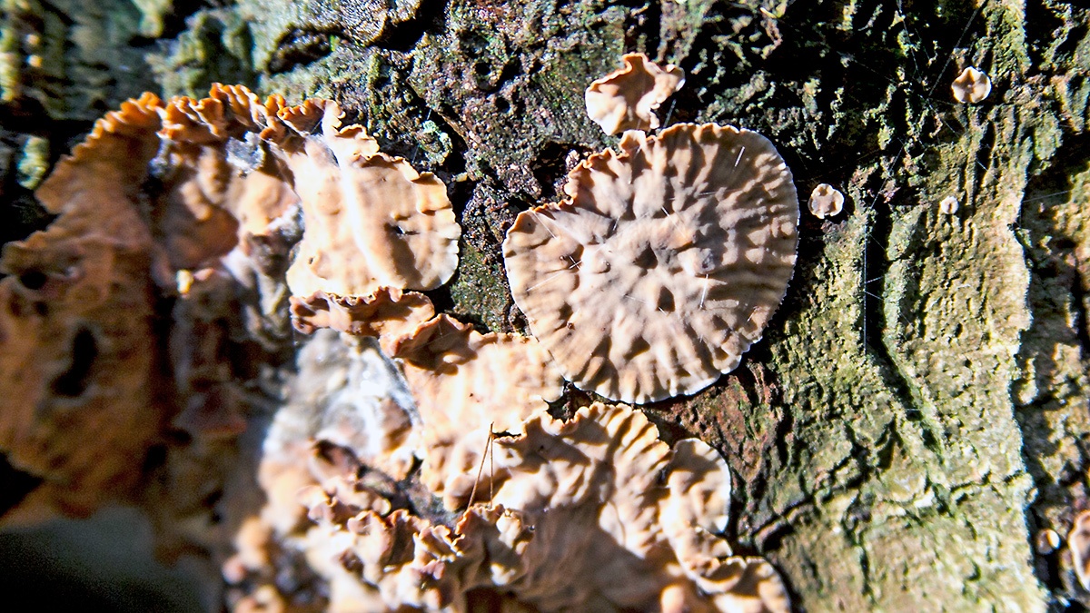 crust fungus [Stereum sp.]