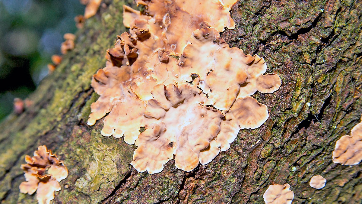 crust fungus [Stereum sp.]
