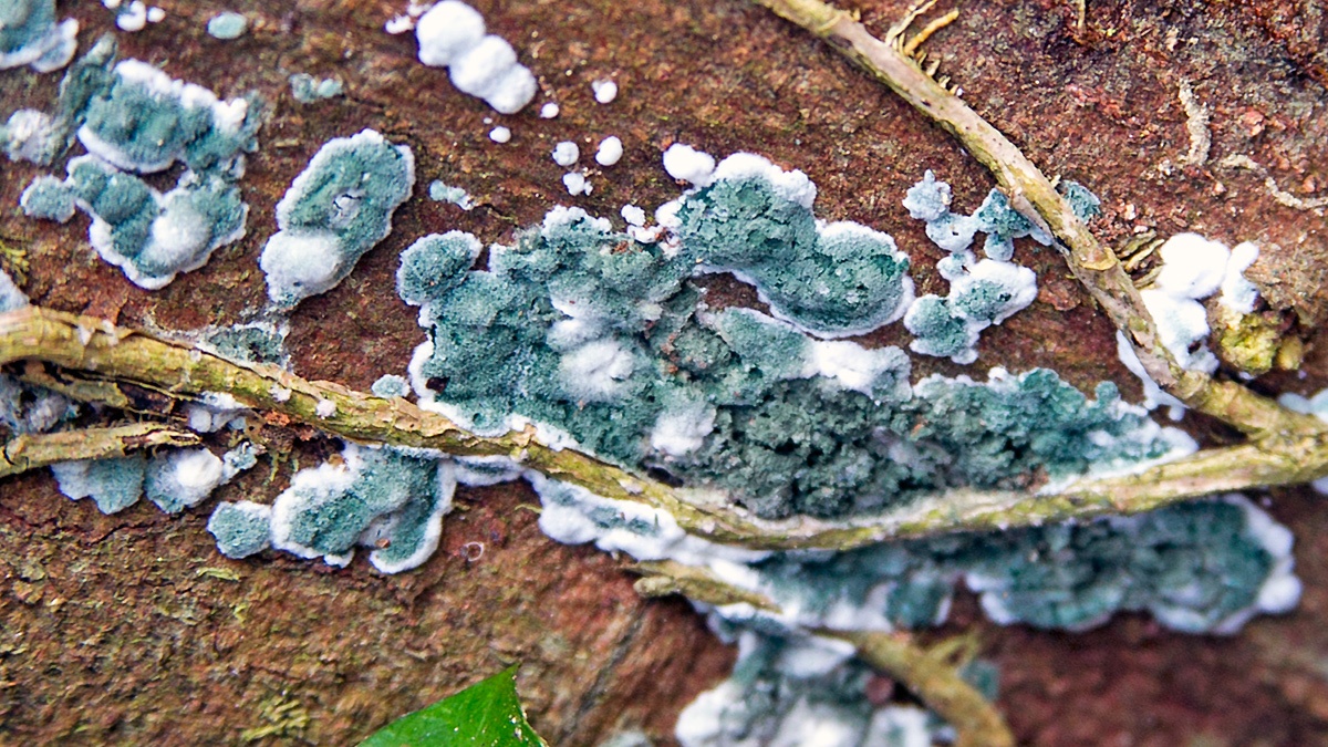 Green Mould [Trichoderma viride]