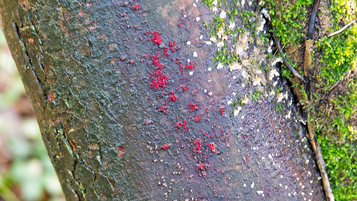 Coral Spot [Nectria cinnabarina]