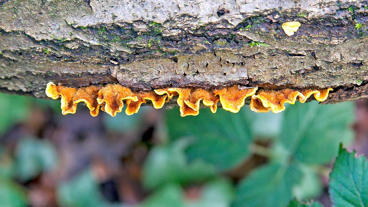 Hairy Curtain Crust [Stereum hirsutum]