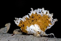 Crimped Gill [Plicaturopsis crispa]