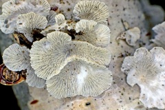 Crimped Gill [Plicaturopsis crispa]