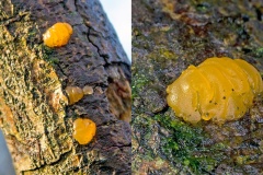 Yellow Brain [Tremella mesenterica ?]