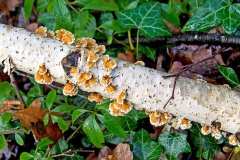 Crimped Gill [Plicaturopsis crispa]