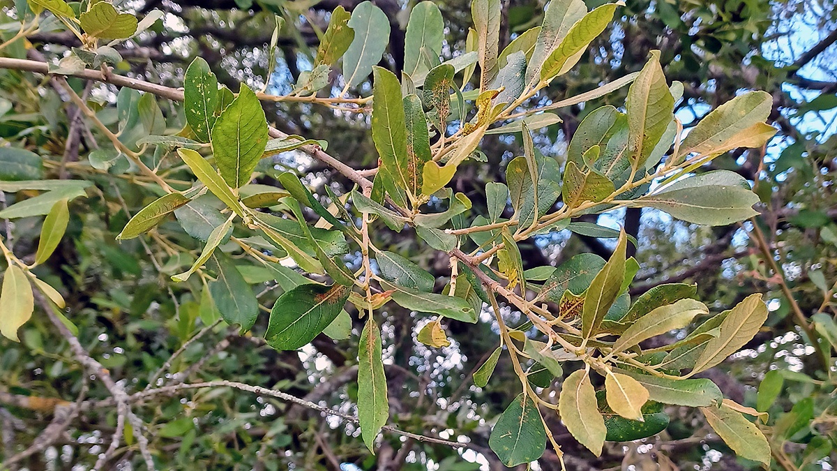 Grey Willow [Salix atrocinerea]