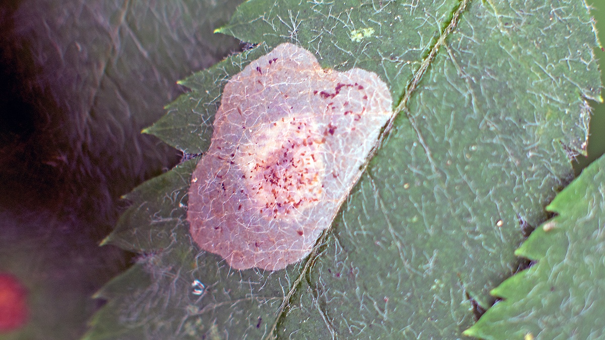 Hawthorn Leaf-miner [Phyllonorycter corylifoliella]