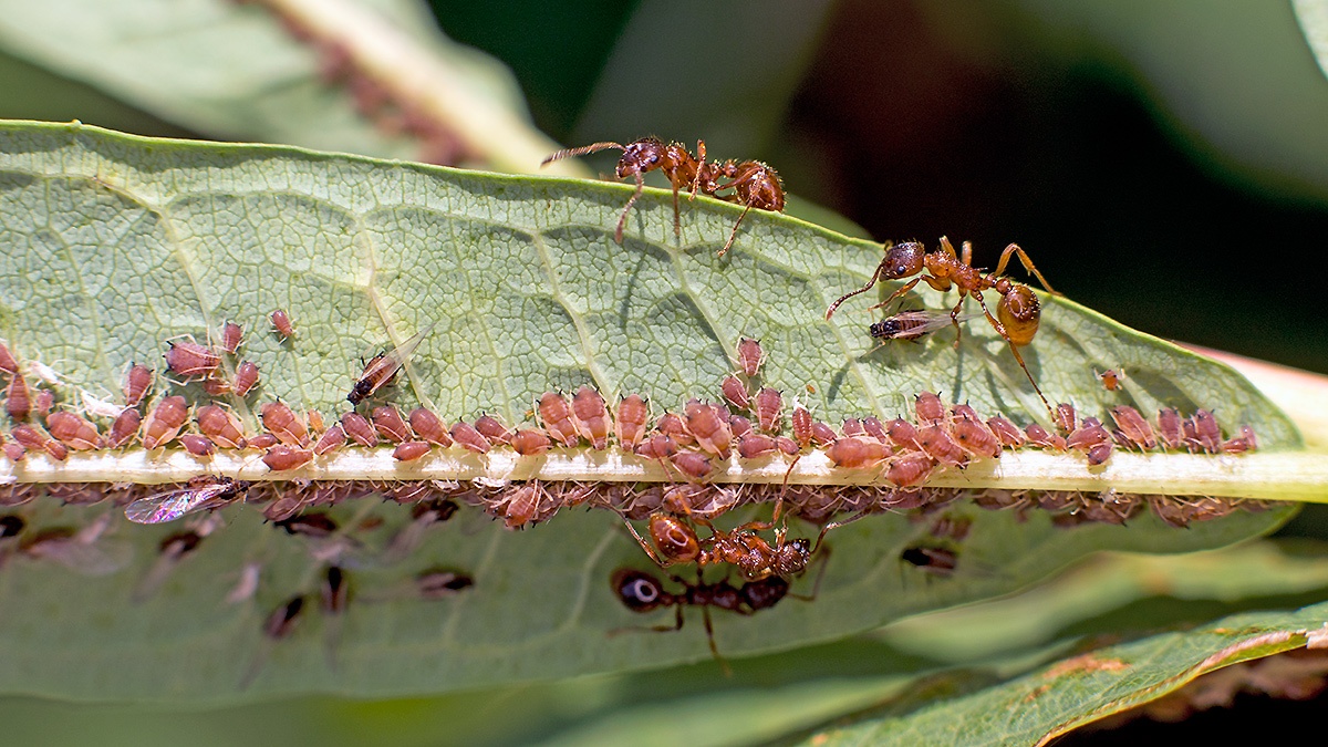 Dogwood - Rosebay Willowherb Aphid [Aphis salicariae]