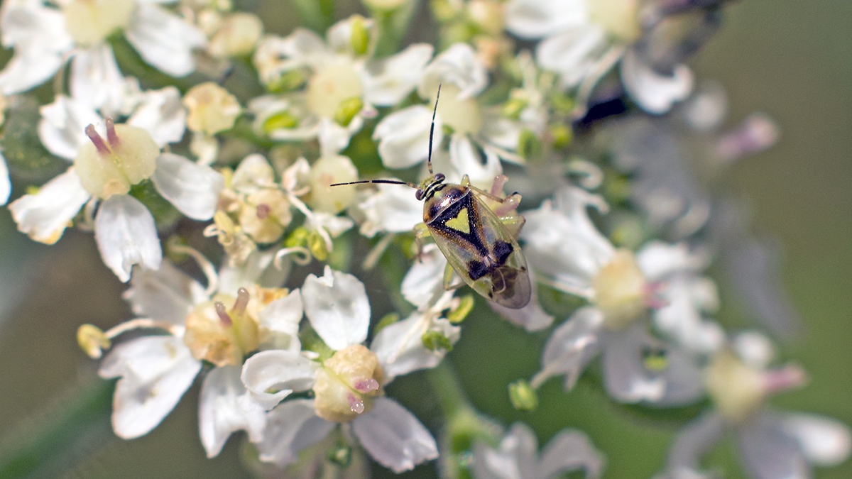 mirid bug [Orthops campestris]