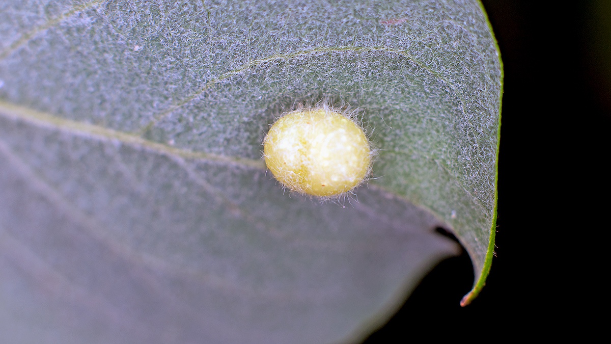 Willow Gall Sawfly [Euura pedunculi]