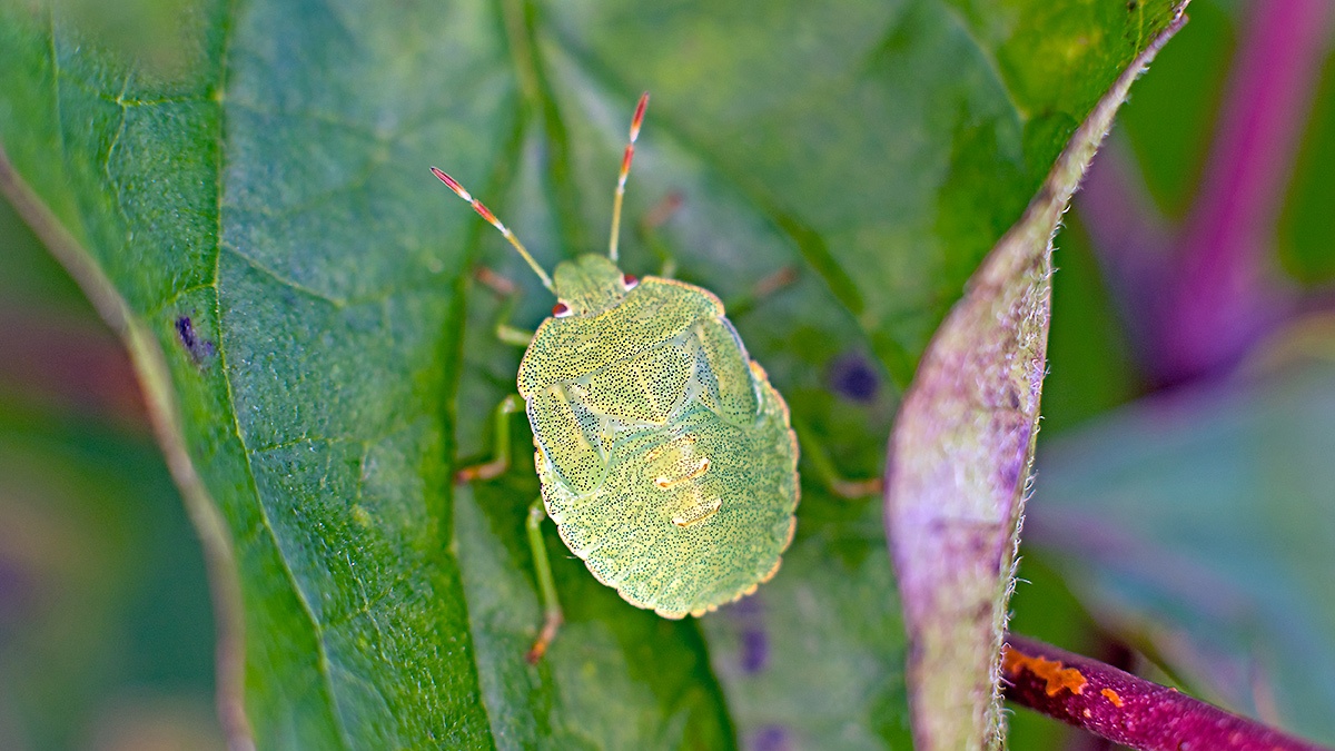 Green Shield Bug [Palomena prasina]