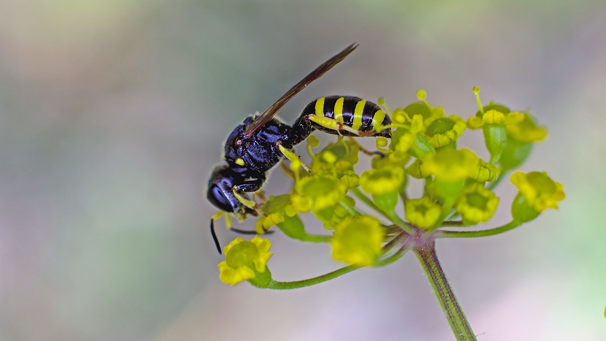 square-headed wasp [Ectemnius lapidarius?]