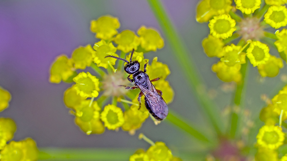 Common Furrow Bee [Lasioglossum calceatum?]