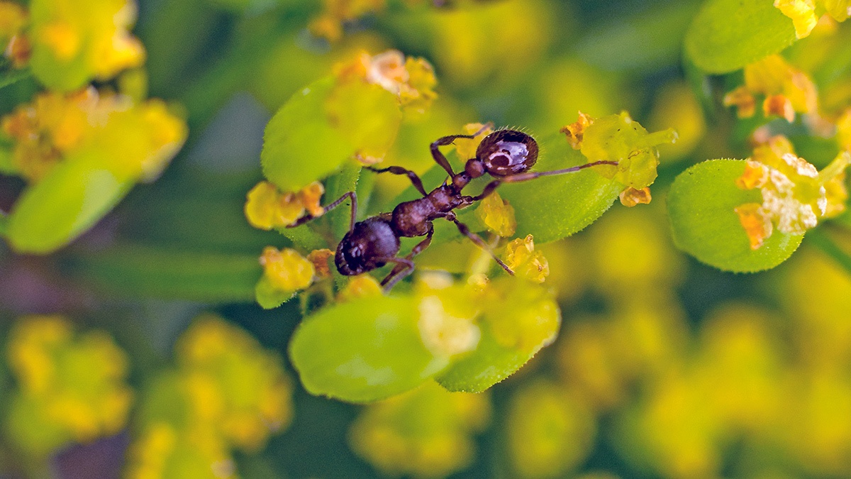 Common Red Ant [Myrmica rubra]