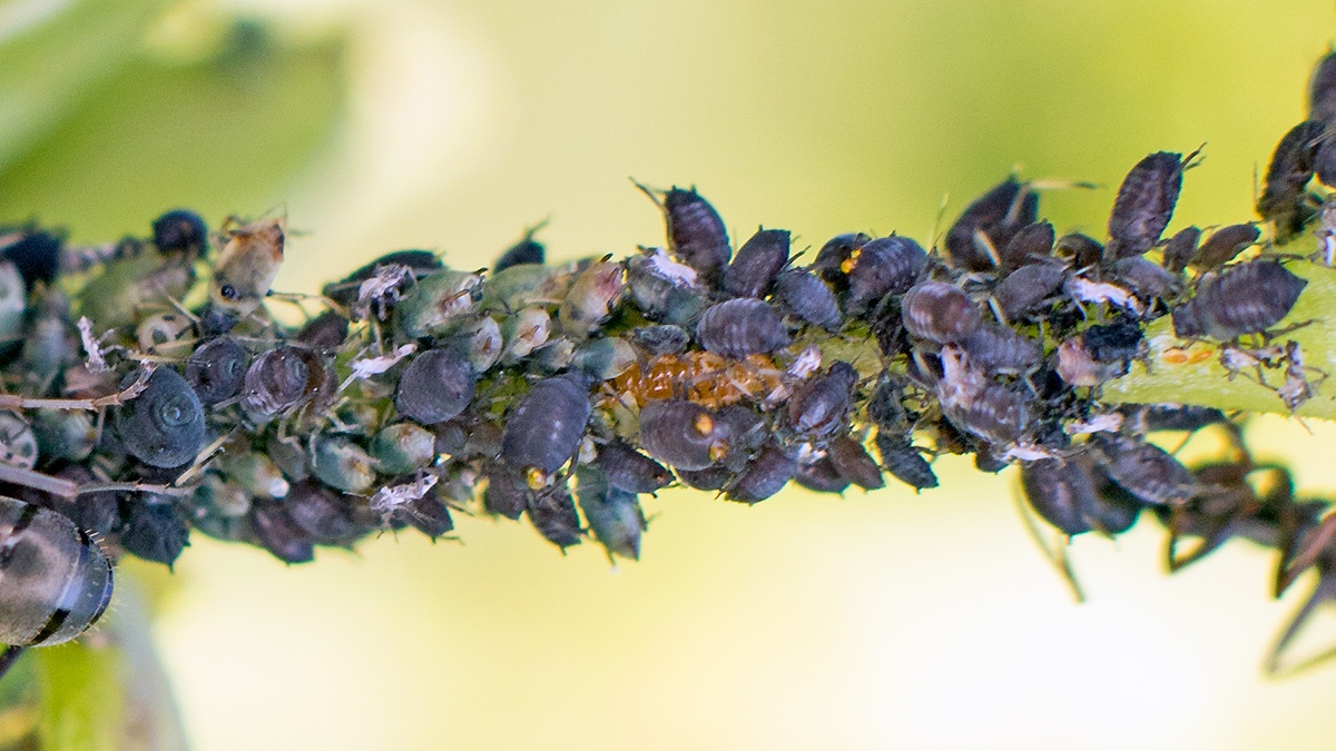 Black Bean Aphid [Aphis fabae?]